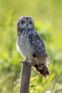 NMB Naturfotografie