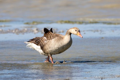 NMB Naturfotografie
