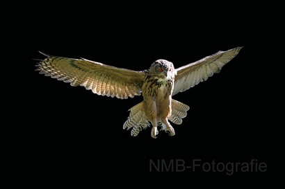 NMB Naturfotografie