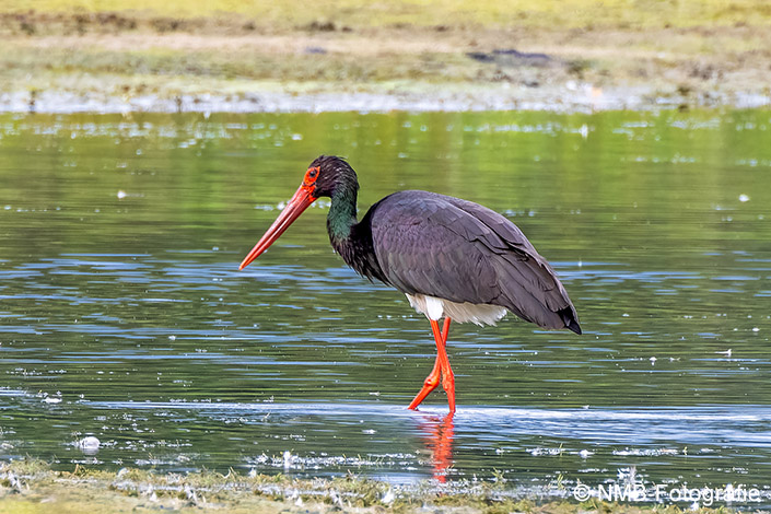 NMB Naturfotografie