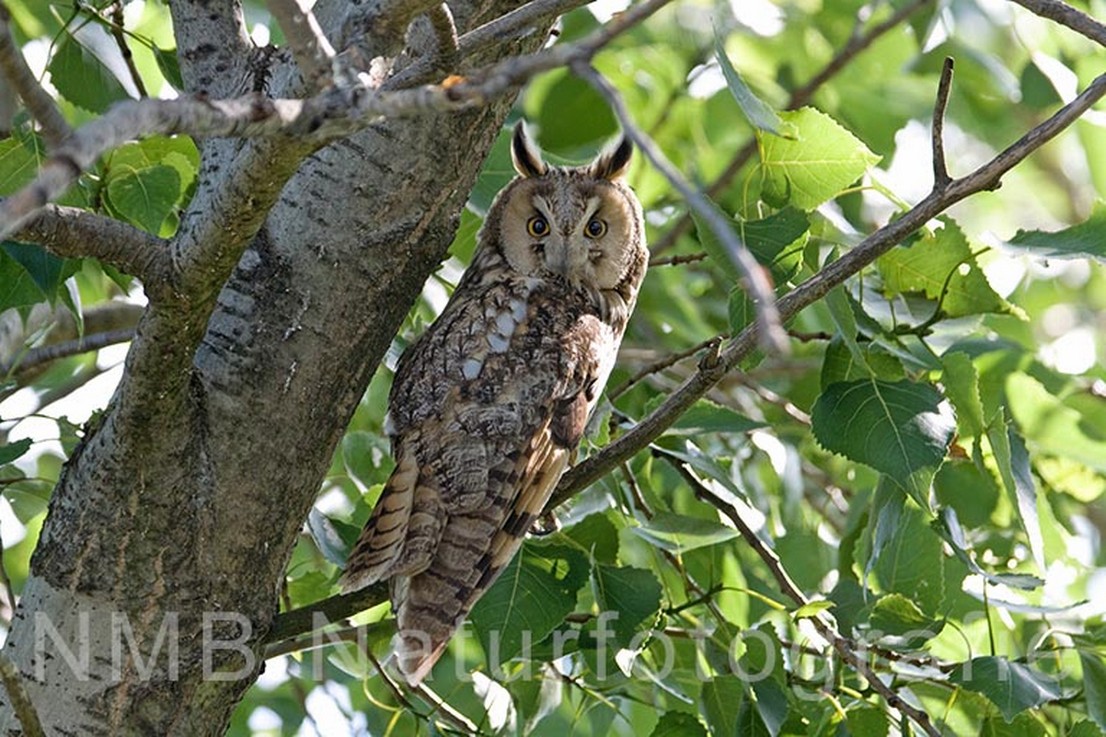 NMB Naturfotografie