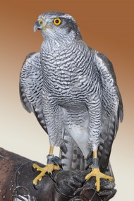 NMB Naturfotografie