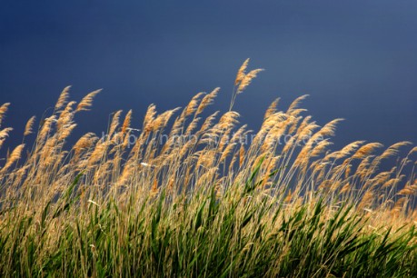 Neusiedler See