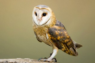 NMB Naturfotografie