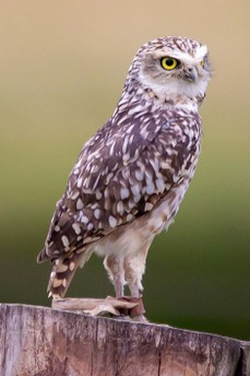 NMB Naturfotografie