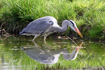 Graureiher