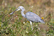 Graureiher