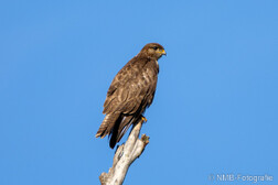 Mäusebussard