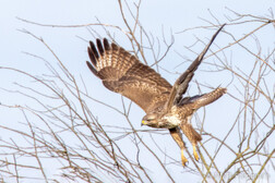Mäusebussard
