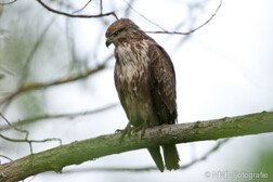 Mäusebussard