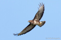 Mäusebussard
