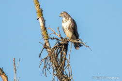 Mäusebussard