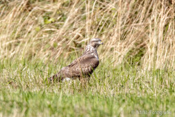 Mäusebussard