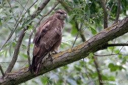 Mäusebussard