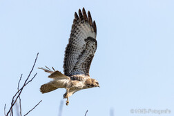 Mäusebussard