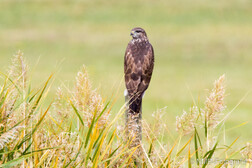Mäusebussard