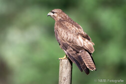Mäusebussard