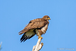 Mäusebussard