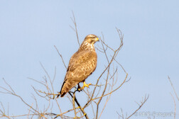 Mäusebussard