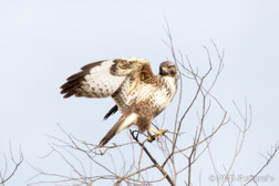 Mäusebussard