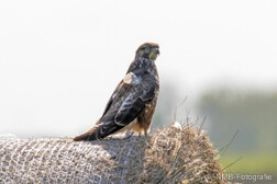 Mäusebussard