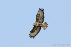 Mäusebussard