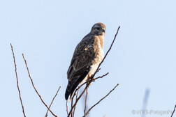 Mäusebussard