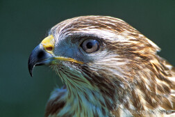 Mäusebussard
