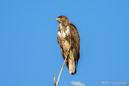 Mäusebussard
