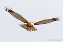 Rohrweihe