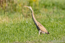 Purpurreiher