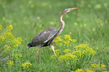Purpurreiher