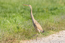 Purpurreiher
