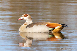 Nilgans