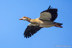 Nilgans