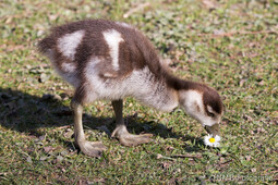 Nilgans