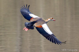 Nilgans