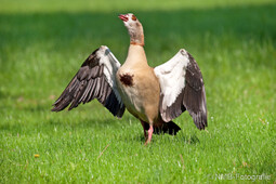 Nilgans