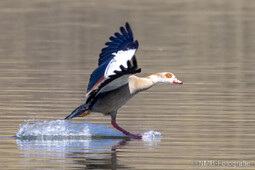 Nilgans