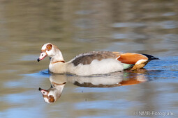 Nilgans