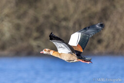 Nilgans