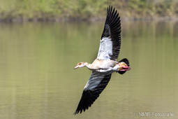 Nilgans