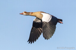 Nilgans