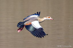 Nilgans