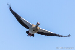 Nilgans