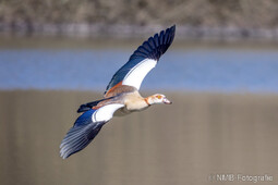 Nilgans