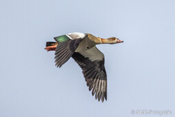 Nilgans