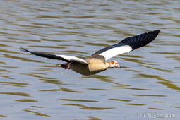 Nilgans