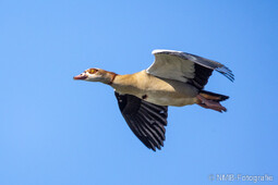 Nilgans