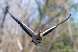 Nilgans
